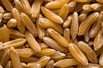 Kamut wheat (Triticum sp) marketed under tradename of Kamut by Kamut International; cultivar name QK-77, a large grain similar to durum wheat, USA