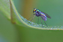 Long-legged Fly (Condylostylus sp.) on Common milkweed leaf, Pennsylvania, USA