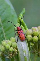 Milkweed longhorn beetle (Tetraopes tetraophthalmus) on Milkweed (Asclepia tuberosa)  Pennsylvania, USA