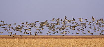 Mixed flock of duck (Mallard, Green-winged teal, Pintail, Widgeon) flying over sorghum field, Floyd County, Texas, USA
