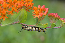 Monarch Butterfly caterpillar (Danas plexippus) feeding on Butterflyweed (Ascelepias tuberosa), Pennsylvania, USA