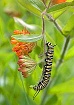 Monarch Butterfly caterpillar (Danas plexippus) feeding on Butterflyweed (Ascelepias tuberosa), Pennsylvania, USA