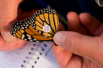 Tagging a Monarch Butterfly (Danaus plexippus) for research, New Jersey, Cape May, USA