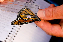 Tagging and measuring a Monarch Butterfly (Danaus plexippus) for reseach, New Jersey, Cape May, USA
