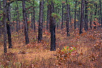 Pitch Pines (Pinus rigida) in Pine Barrens forest, New Jersey, USA