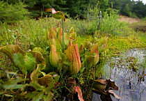 Northern pitcher plant (Sarracenia purpurea) in bog, Adirondack Park, New York, USA