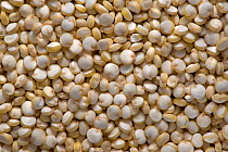 Quinoa (Chenopodium quinoa) seeds, a species of goosefoot originally cultivated in the Andes used much like grain, USA