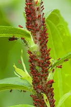 Aphid colony (Uroleucon sp) adults and larvae on Goldenrod (Solidago sp)  Pennsylvania, USA