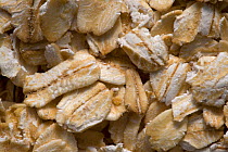 Rolled oat grains (Avena sativa) close up, USA