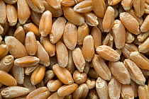Spelt grain (Triticum spelta) a relative of wheat, hexaploid species cultivated in limited quantities, USA