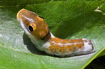 Caterpillar larva of Spicebush Swallowtail butterfly(Papilio troilus) mimicking a bird dropping, New Jersey, USA