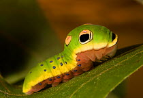 Late instar caterpillar larva of Spicebush Swallowtail butterfly(Papilio troilus) mimicking a bird dropping, New Jersey, USA