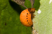 Larva of Swamp Milkweed Leaf Beetle (Labidomera clivicollis) feeding on milkweed, Pennsylvania, USA