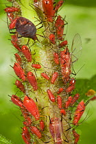 Aphid colony (Uroleucon sp) winged adults and larvae, feeding on Goldenrod (Solidago sp), Pennsylvania, USA