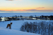 Red fox in the snow at dawn (Vulpes vulpes)Kronotsky Zapovednik, Kamchatka, Russia