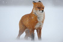 Red fox in a snow storm (Vulpes vulpes) Winter winds on Kamchatka can reach 40 meters a second. Kronotskty Zapovednik, Kamchatka, Russia