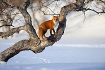 Red fox (Vulpes vulpes) climbing a tree in the snow Kronotsky Zapovednik, Kamchatka, Russia