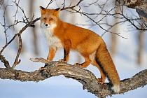 Red fox (Vulpes vulpes) climbing a tree in the snow Kronotsky Zapovednik, Kamchatka, Russia