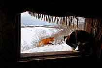 Red fox (Vulpes vulpes) approaching the photographers cabin, where his cat sits in the window. Kronotsky Zapovednik, Kamchatka, Russia