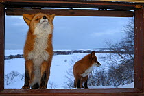 Two Red foxes (Vulpes vulpes) approaching the photographers cabin, where one stands on the open window ledge. Kronotsky Zapovednik, Kamchatka, Russia