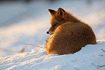 Red fox (Vulpes vulpes) curled up in the snow, Kronotsky Zapovednik, Kamchatka, Russia