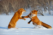 Two Red foxes (Vulpes vulpes) fighting in the snow, Kronotsky Zapovednik, Kamchatka, Russia
