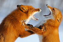 Close up of Two Red foxes (Vulpes vulpes) fighting in the snow, Kronotsky Zapovednik, Kamchatka, Russia