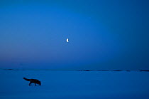 Red Fox (Vulpes vulpes) on a moonlit night, Kronotsky Zapovednik, Kamchatka, Russia