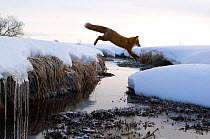 Red fox (Vulpes vulpes) jumping over a partially frozen stream, in the snow. Kronotsky Zapovednik, Kamchatka, Russia
