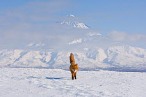 Fox (Vulpes vulpes) in a  winter landscape, behind is Kronotsky Volcano, Kronotsky Zapovednik, Kamchatka, Russia