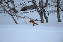 Fox (Vulpes vulpes) in a  winter landscape, hunting for mice, Kronotsky Zapovednik, Kamchatka, Russia