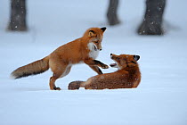 Two Red Foxes (Vulpes vulpes) playing in a  winter landscape, Kronotsky Zapovednik, Kamchatka, Russia