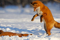 Two Red Foxes (Vulpes vulpes) playing mating games, Kronotsky Zapovednik, Kamchatka, Russia