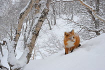 Red Fox (Vulpes vulpes) in snowy landscape, covered in snow and foraging for food,  Kronotsky Zapovednik, Kamchatka, Russia
