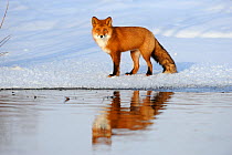 Red Fox (Vulpes vulpes) in snow by river with refelctions, Kronotsky Zapovednik, Kamchatka, Russia