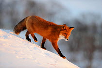Red Fox (Vulpes vulpes) running down a snowy slope, Kronotsky Zapovednik, Kamchatka, Russia