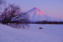 Red Fox (Vulpes vulpes) in snowy winter landscape at dusk, with Kronotsky Volcano behind, Kronotsky Zapovednik, Kamchatka, Russia