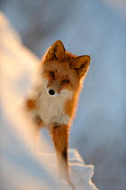 Red Fox (Vulpes vulpes)  portrait in the snow, with rays of sunlight. Kronotsky Zapovednik, Kamchatka, Russia