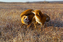Two Red Foxes (Vulpes vulpes)  fighting on tundra, Kronotsky Zapovednik, Kamchatka, Russia