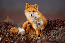 Red Fox (Vulpes vulpes) scratching in tundra, Kronotsky Zapovednik, Kamchatka, Russia