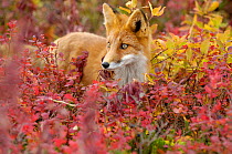 Young red fox (Vulpes vulpes) in brightly coloured tundra, Kronotsky Zapovednik, Kamchatka, Russia