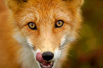 Young red fox (Vulpes vulpes) portrait, with mouth open, Kronotsky Zapovednik, Kamchatka, Russia