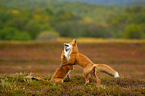 Two Red Foxes (Vulpes vulpes)  playing in the tundra, Kronotsky Zapovednik, Kamchatka, Russia