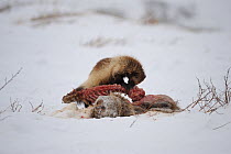 Wolverine (Gulo gulo) scavenging a carcass in the snow.  Zapovednik, Kamchatka, Russia