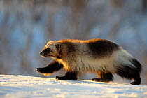 Wolverine (Gulo gulo) walking in the snow. Wolverine's paws are large, allowing them to walk easily through deep snow.  Zapovednik, Kamchatka, Russia