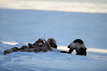 Wolverine (Gulo gulo) scavenging a bear carcass in the snow.  Zapovednik, Kamchatka, Russia