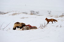 Wolverine (Gulo gulo) and Red fox (Vulpes vulpes) feast on the carcass of a bear that didn't make it through the winter. Kronotsky Zapovednik, Kamchatka, Russia