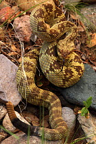 Black-tailed Rattlesnake (Crotalus molossus) "Smelling" or "tasting" the air with its tongue. Chiricahua Mountains, Arizona, USA