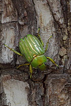 Green striped Beetle (Chrysina gloriosa) on tree trunk, Chiricahua Mountains, Arizona, USA