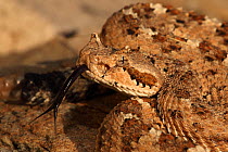 Sonoran Desert Sidewinder rattlesnake (Crotalus cerastes) sensing the air with tongue, Arizona USA